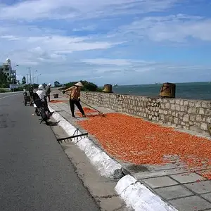 Drying shrimp.  Vung Tau