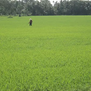 rice feilds mekong delta