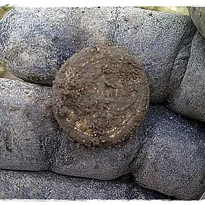 1825 Royal Navy Button