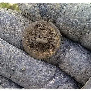 1825 Royal Navy Button