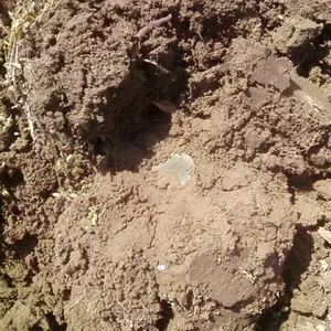 Dug Flowing