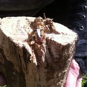 9mm bullet in tree limb