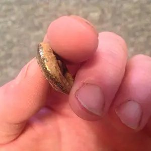 Need ID