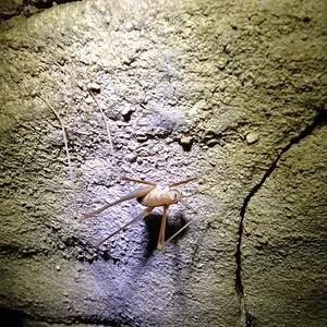 Cave cricket