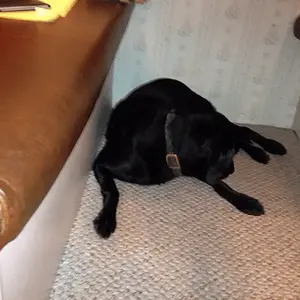 My black Lab, Silk