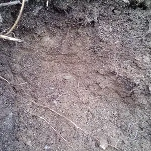 1coin in the hole