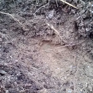 Korean coin in the dirt