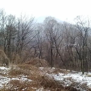 snow korea