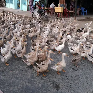 ducks crossing the road in the delta