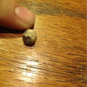 ??? Musket ball??