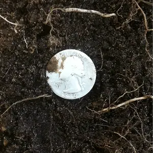Silver quarter