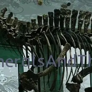 Acrocanthosaurus skeleton Banner I used Pixlr to edit it and I do not own the original photo.