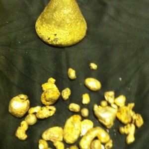 5.5 oz  smelted dore and nuggets found with www.portadrillmini.com Gold Driller  auger sampler