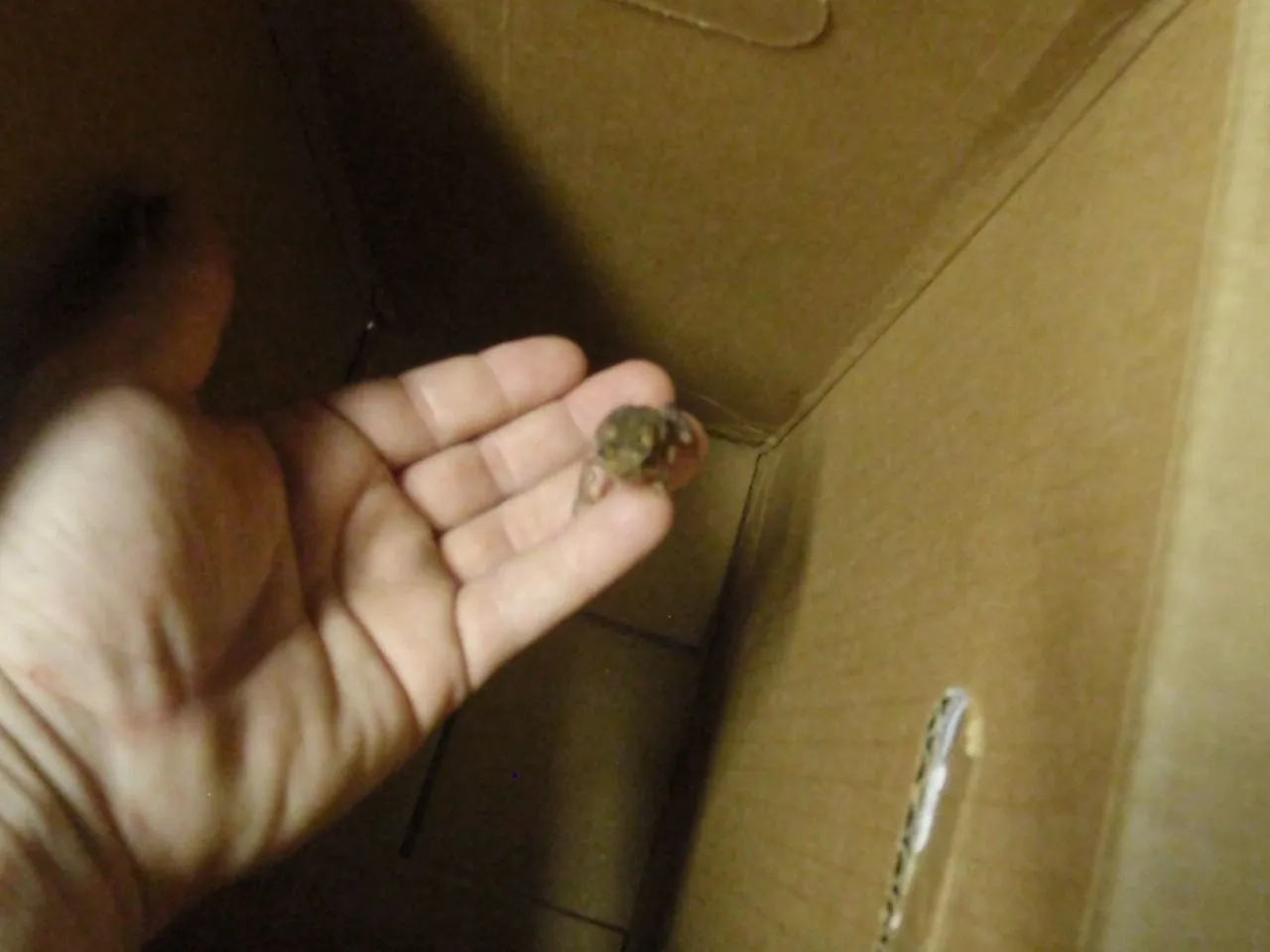008.
Little Toad, had to hurry he was "Hoppy"