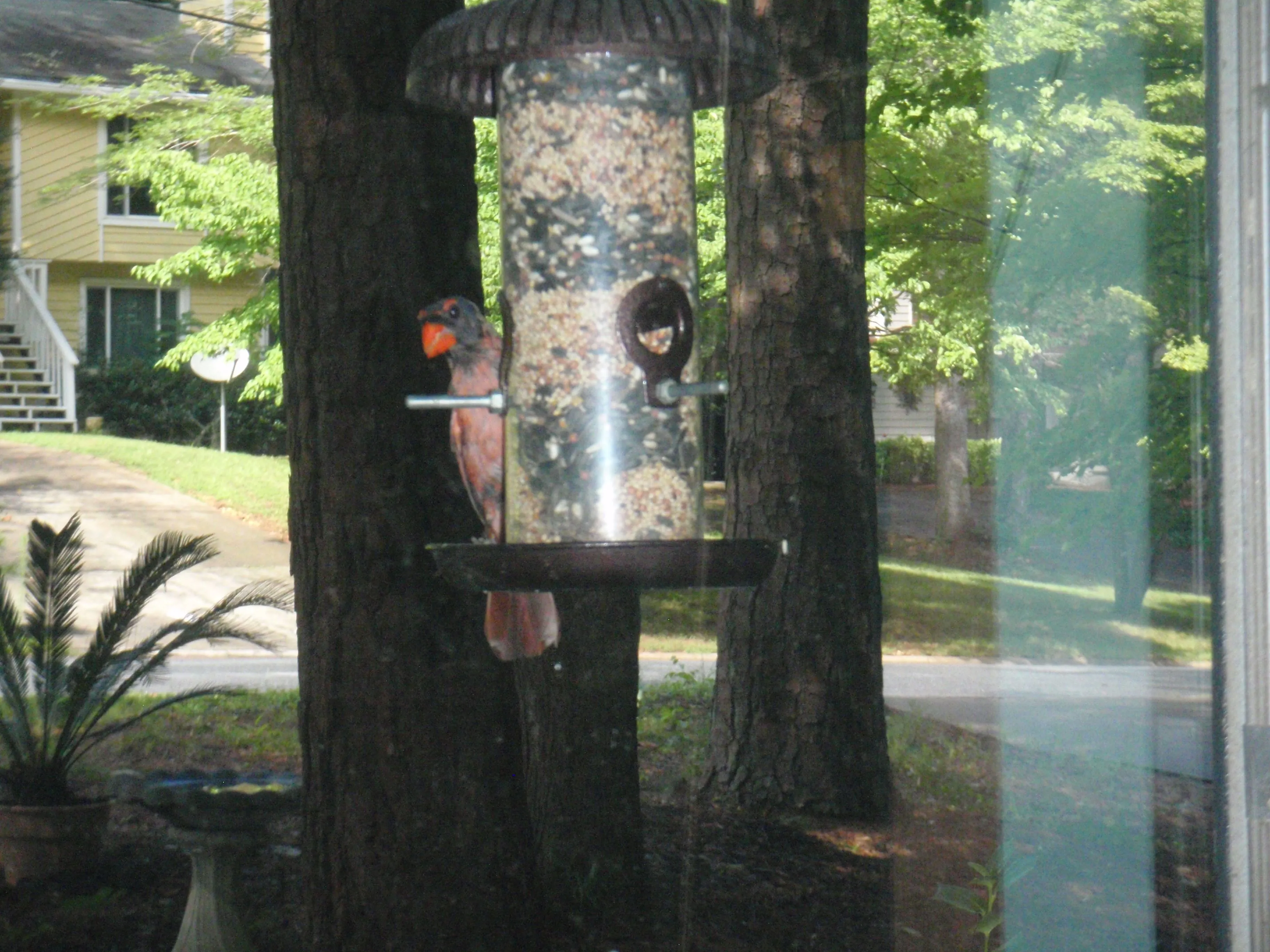 158.
Mama Cardinal don't have to be/look pretty.
Still is tho.