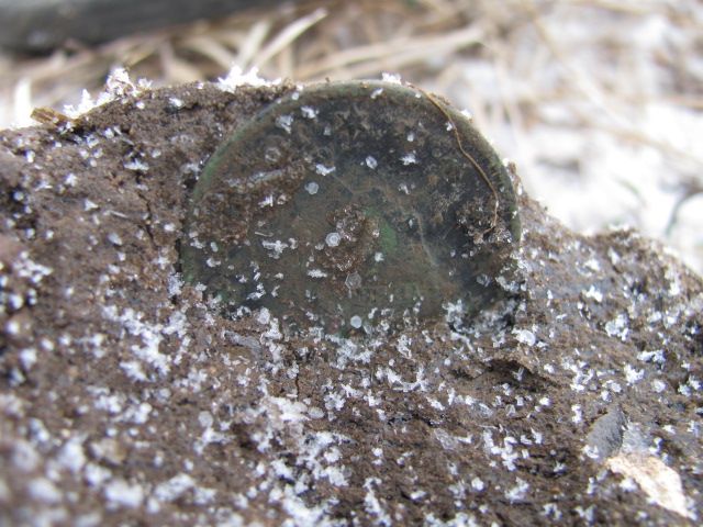 1827 Matron Head largy 3/18/13 Frozen in the mud.