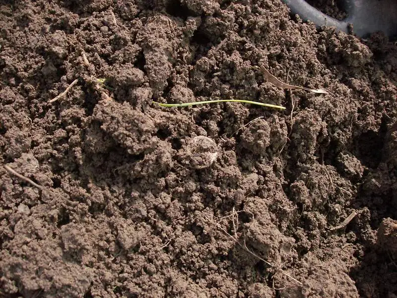 1839 Half Dime in the dirt.