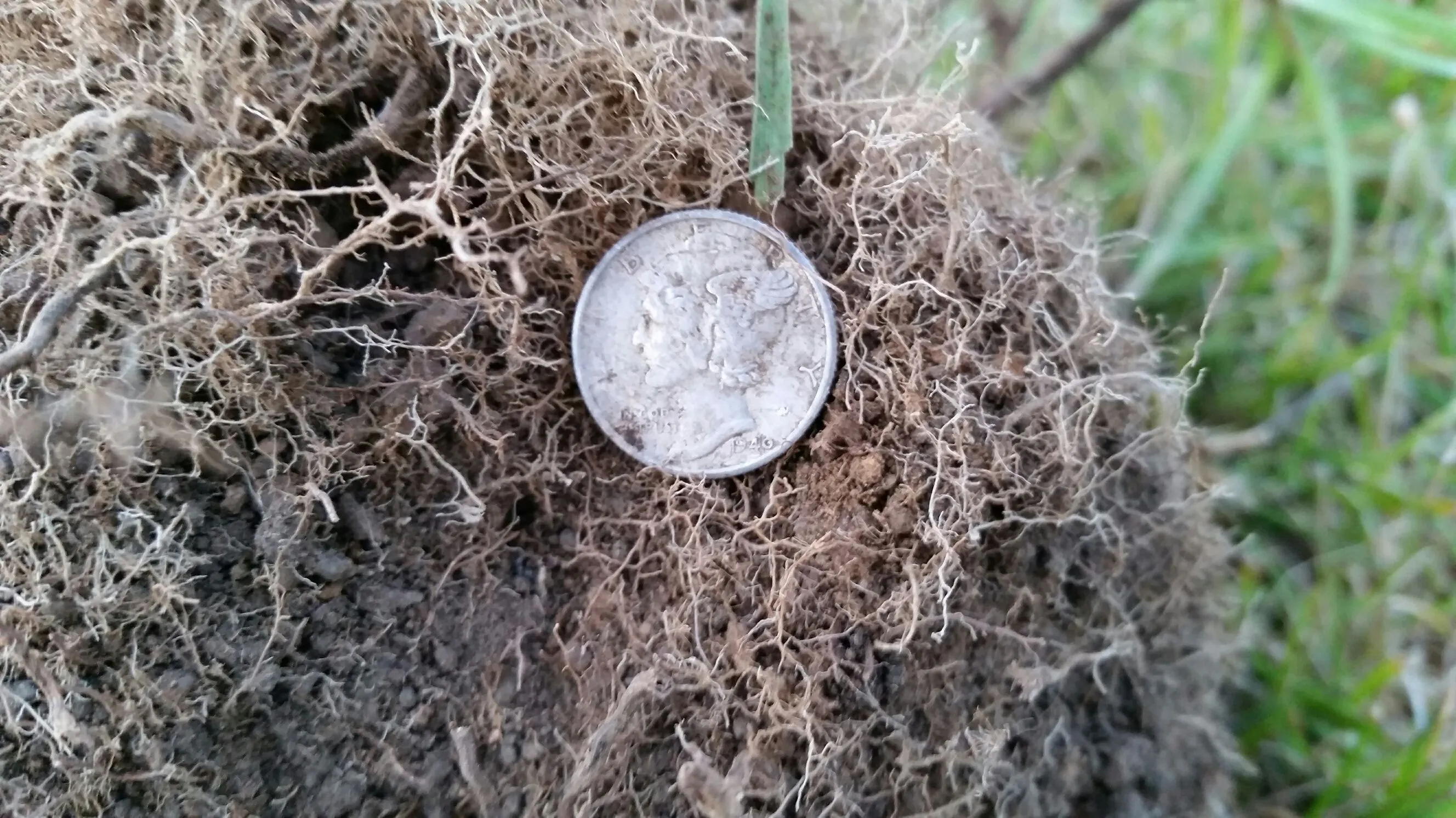 1940 Mercury Dime I found along a sidewalk strip.