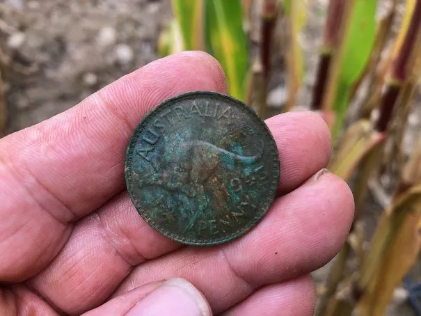 1943 Australian Penny - Cornfield Find