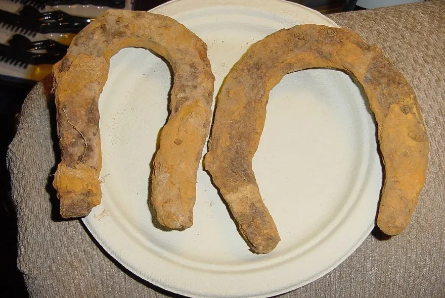 2 HORSESHOES FOUND AT A CIVIL WAR UNION CAMPSITE