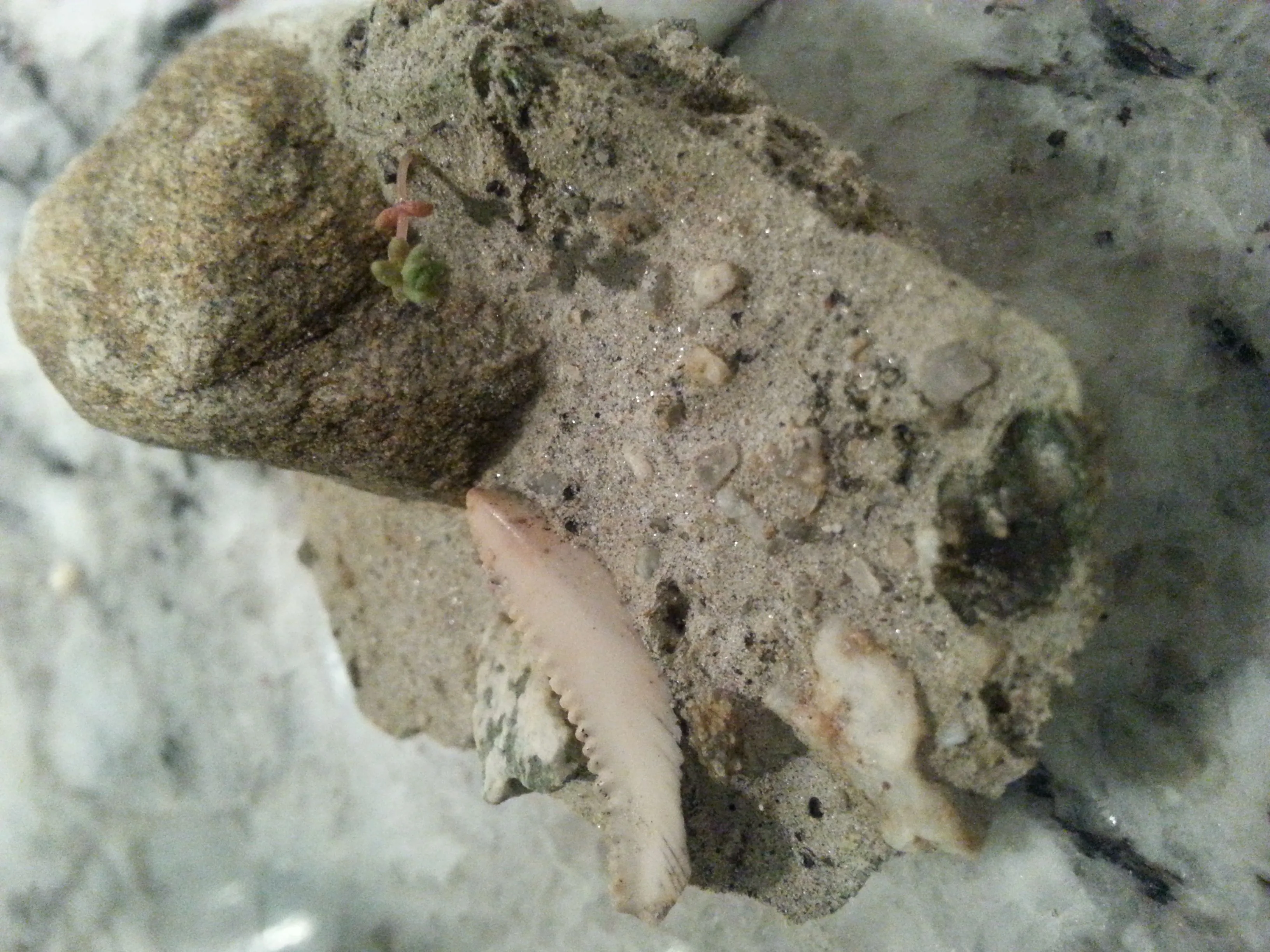 20150125 201015  Tooth in matrix