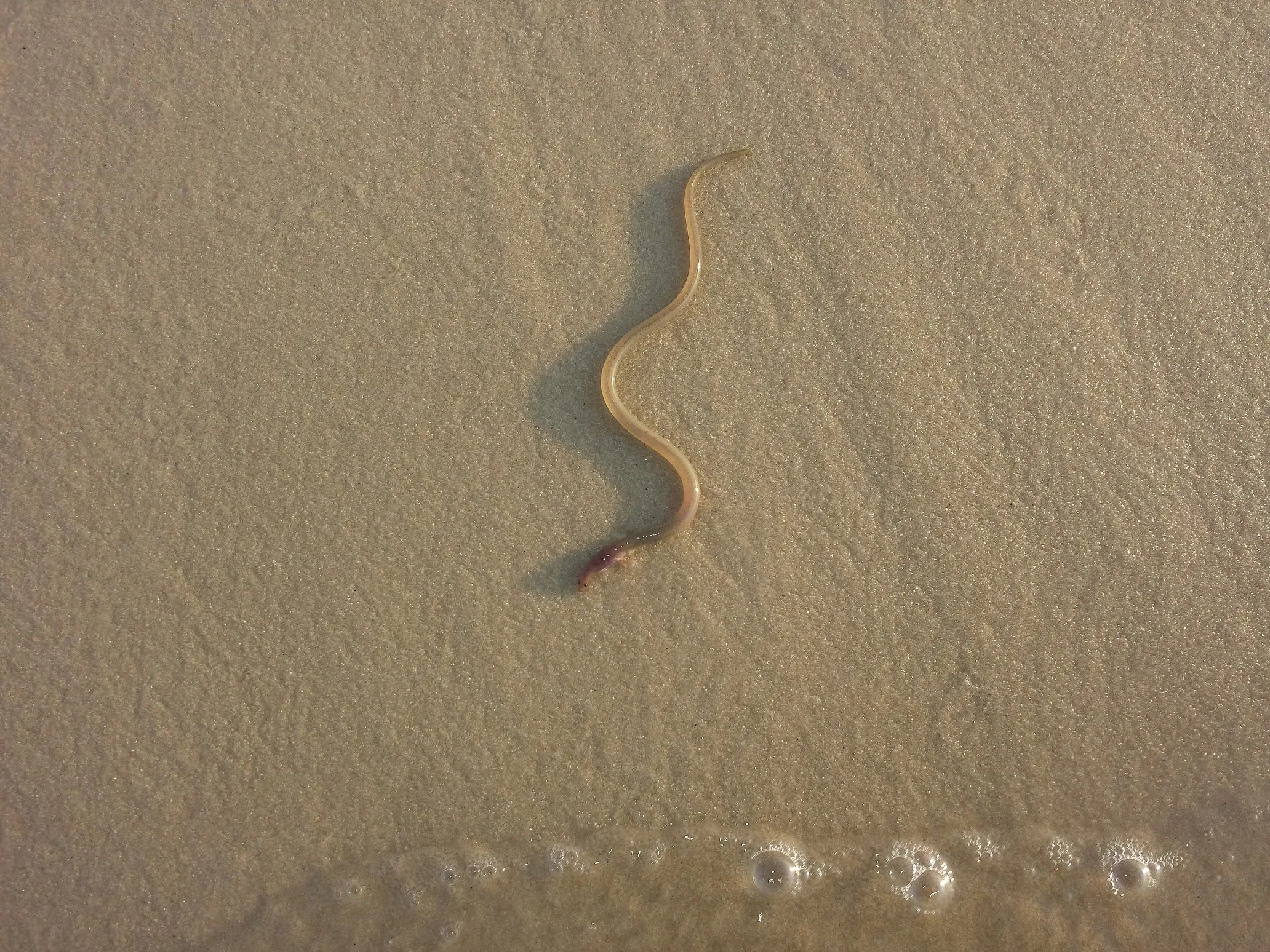 20150808 Seen on the beach, trying to make its way back into the water, while wading in the Gulf with the CZ20.