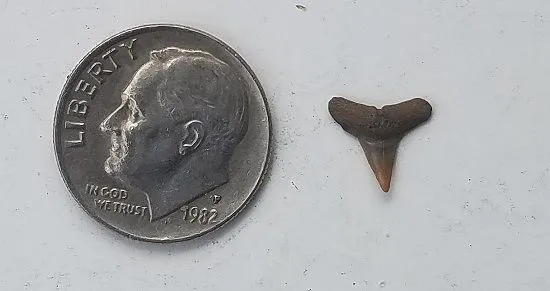 20160705 sharks tooth found at the bottom of my Stealth scoop.