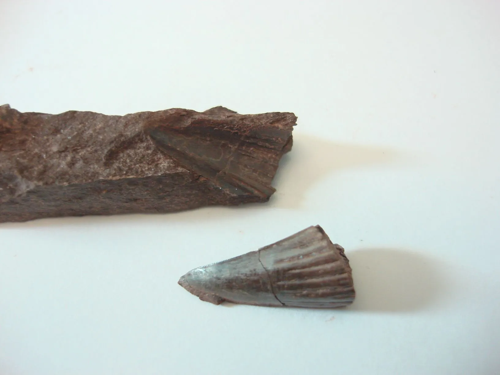 400 million year old fossilized Hyneria tooth found in Red Hill P.A.