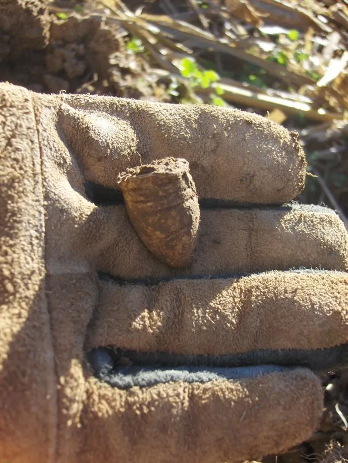 .69 cal Minieball - Freshly recovered .69 cal minie at a picket post, 2007