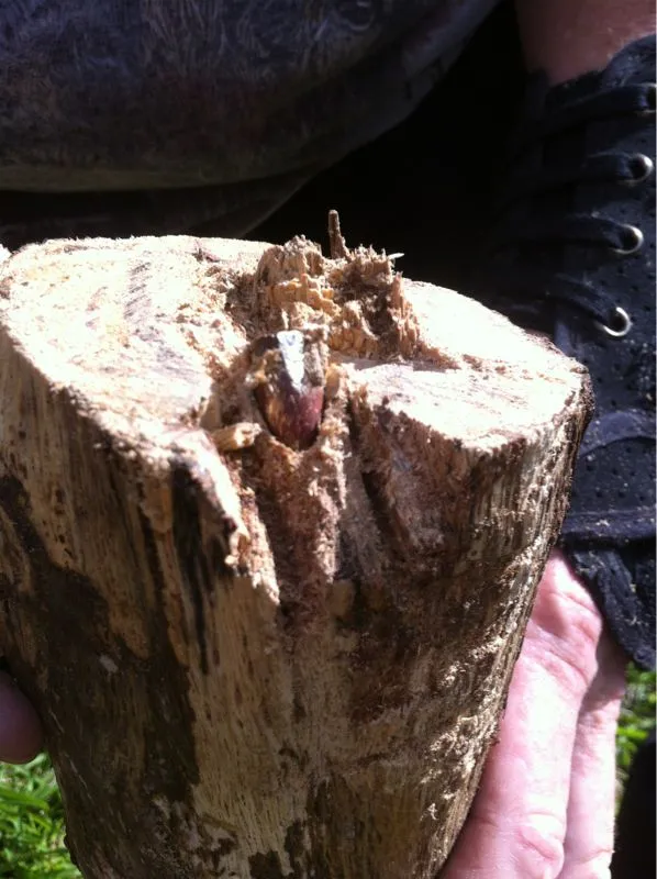 9mm bullet in tree limb