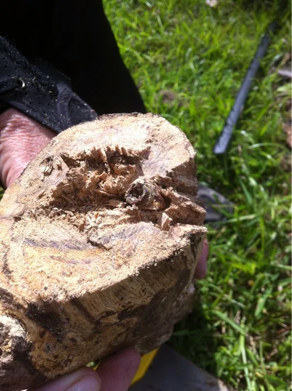 9mm bullet in tree limb