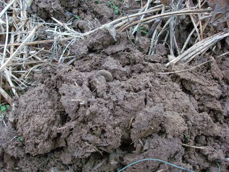 A Civil War Eagle Button in the dirt - Read the story here:

http://forum.treasurenet.com/index.php/topic,186483.0.html