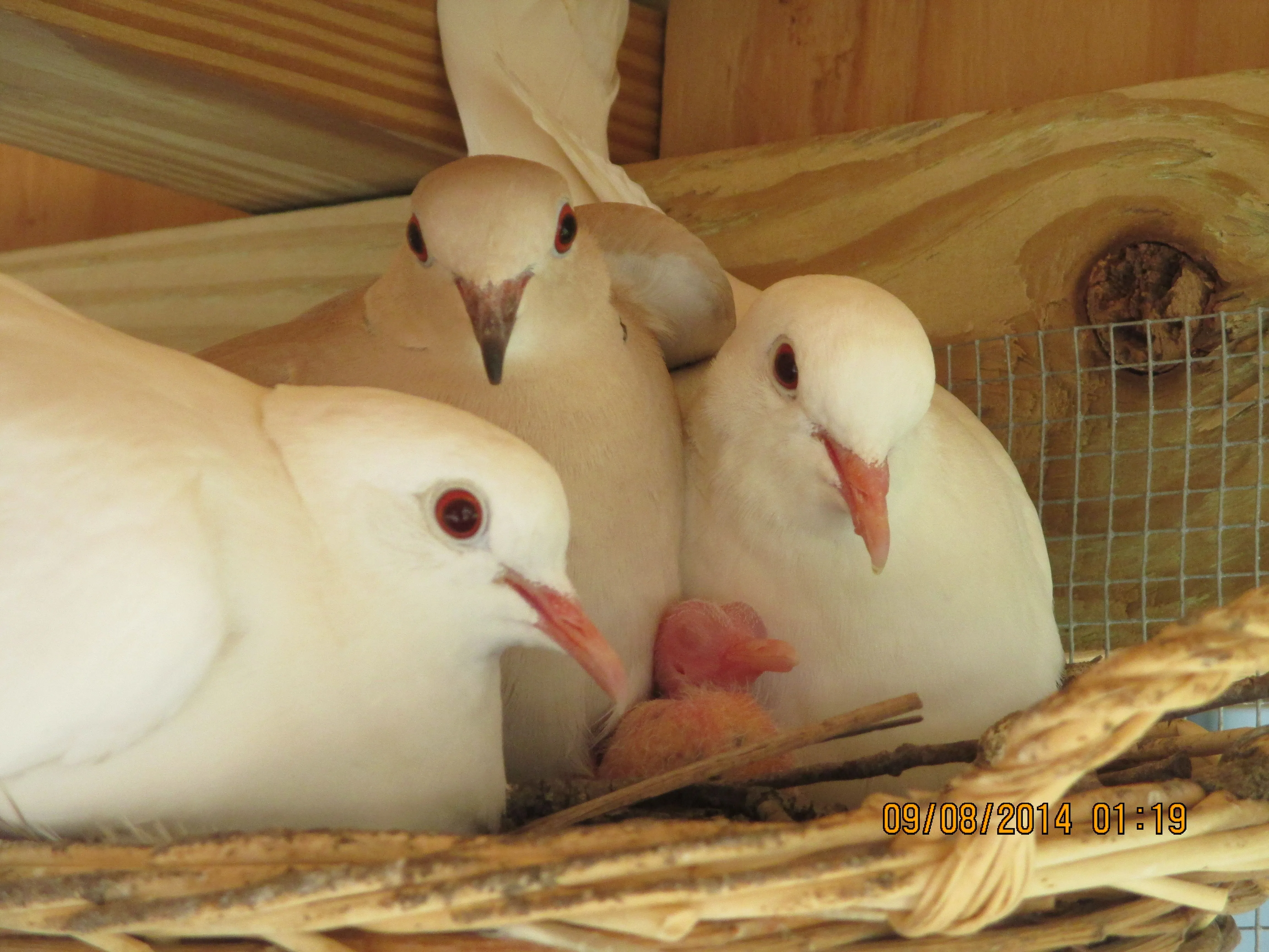 A new baby posing with its 3 parents