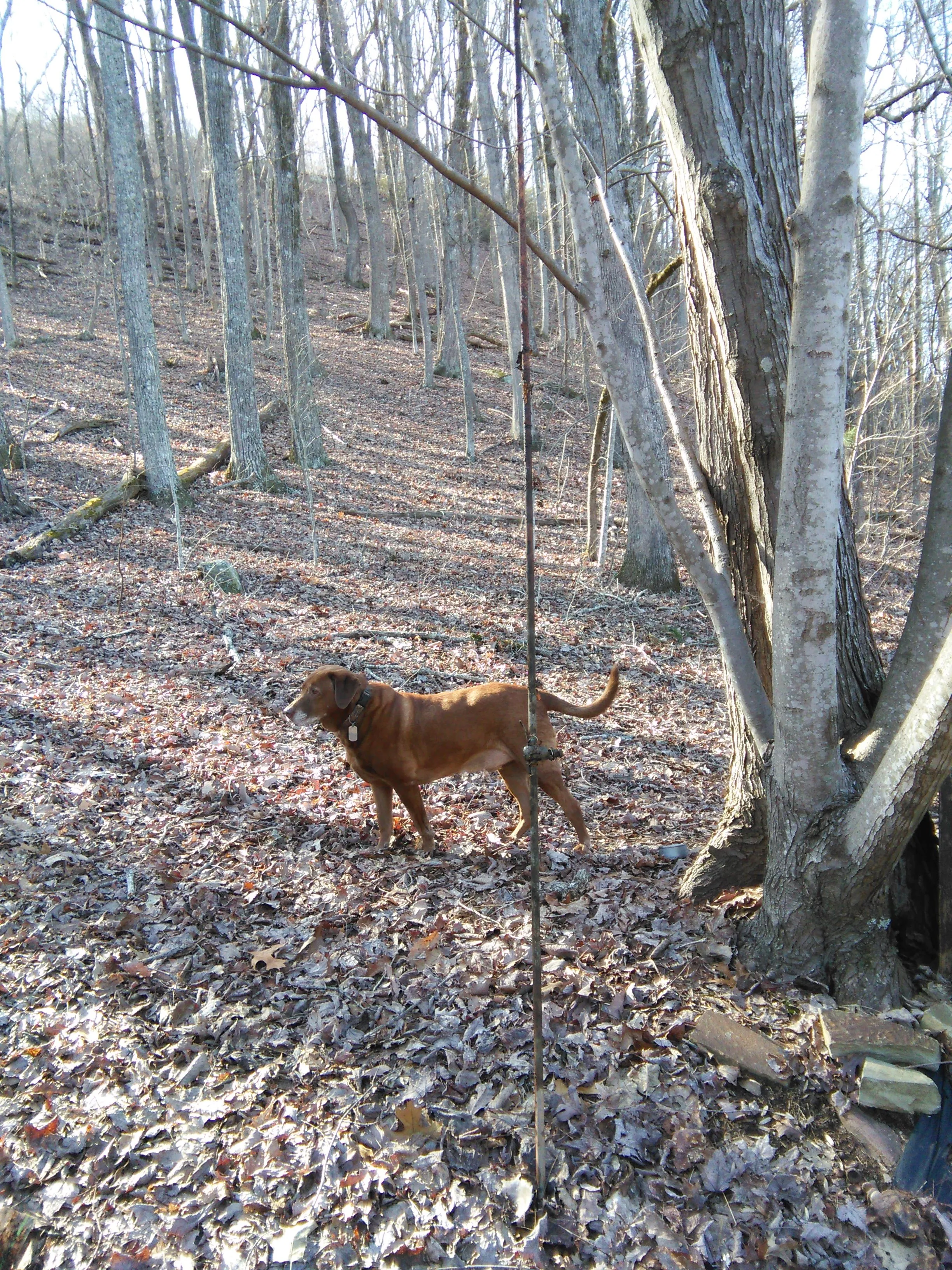 About a 7ft grounding rod
(And my hunting buddy RED)