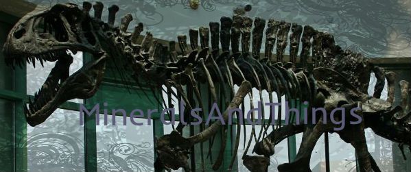 Acrocanthosaurus skeleton Banner I used Pixlr to edit it and I do not own the original photo.