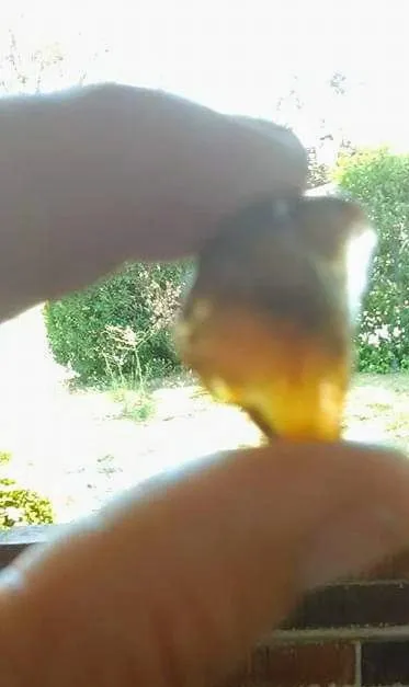 Amber?