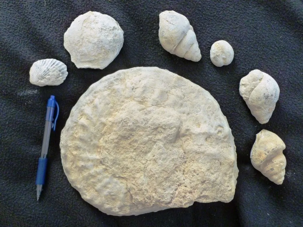 ammonite