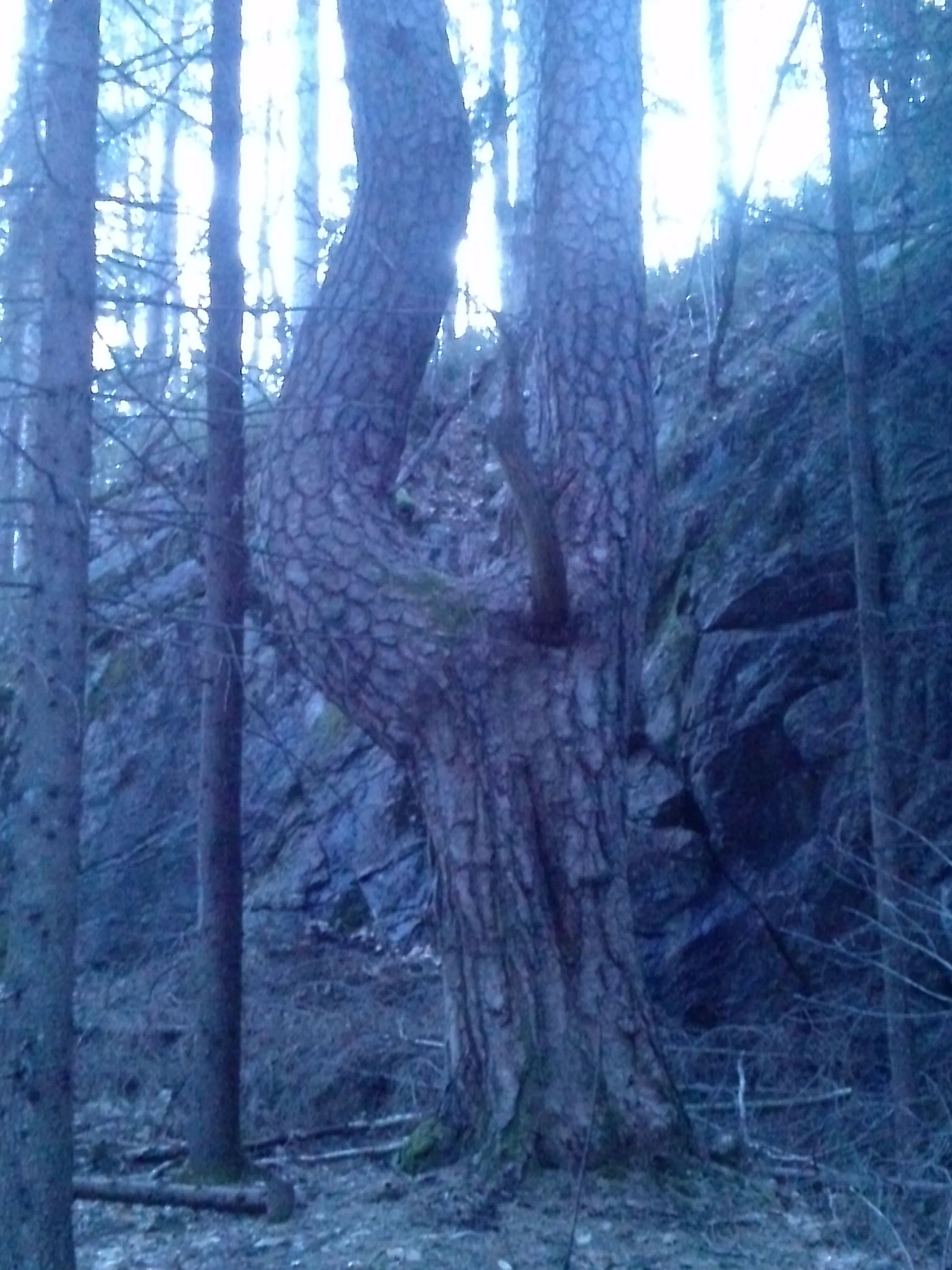 And this monster of a tree, a realt TITAN compared to all the trees around it