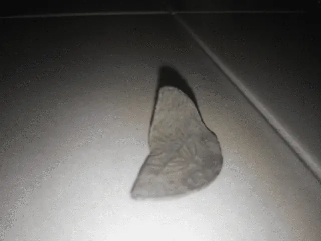 Another Reverse shot