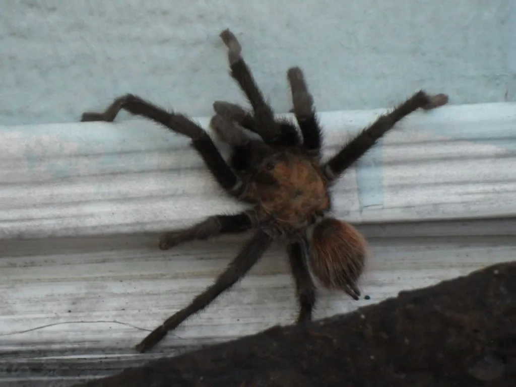 Another visitor at my house