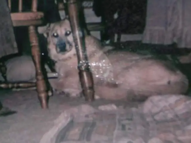 Apollo,"my girl" - This is a picture of my girl before she started having seizures(about 6months prior)at the age of 13yrs.We were given this puppy by
