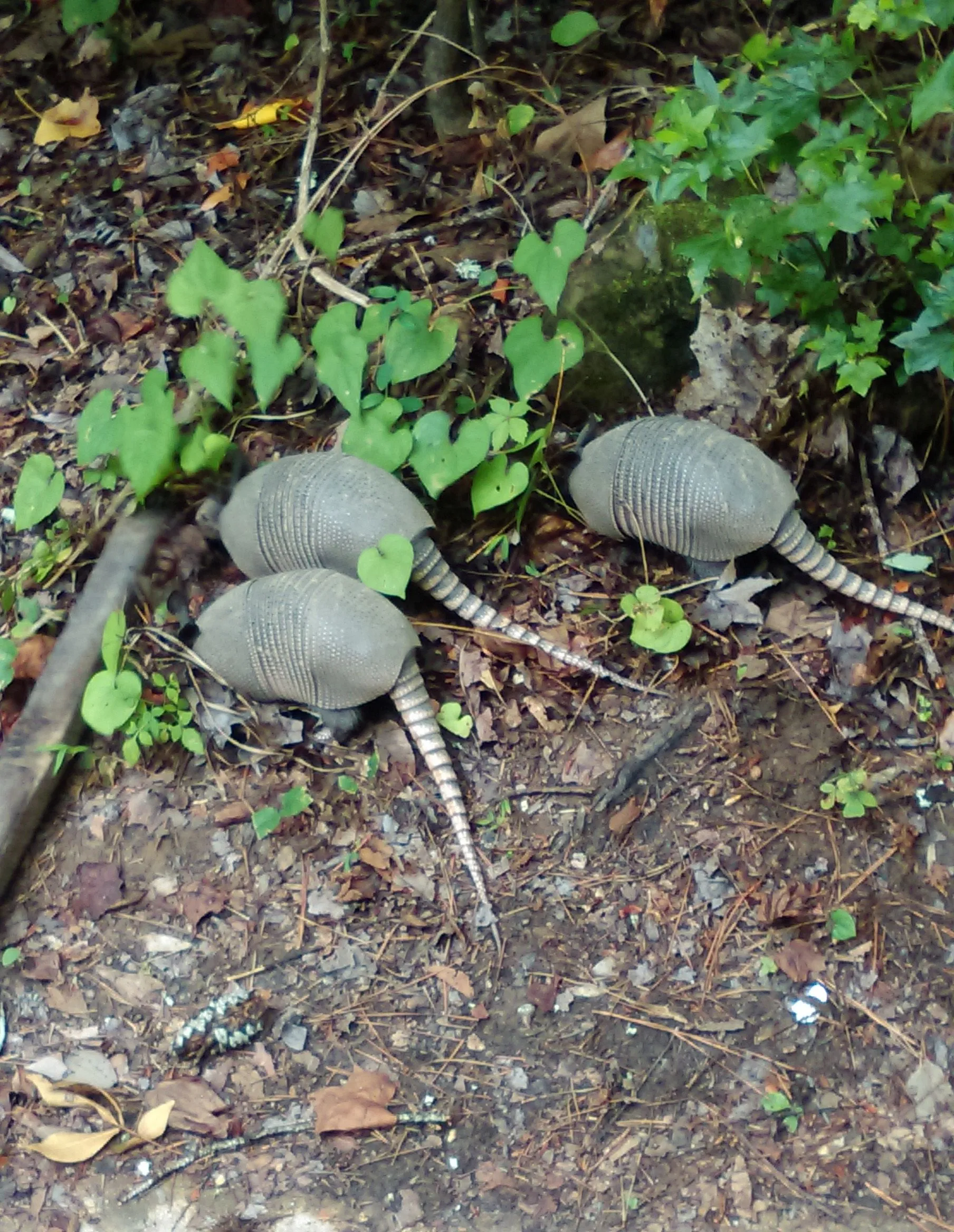armidillos