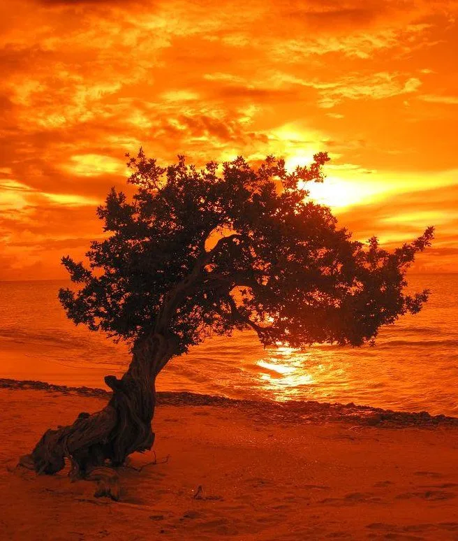 aruba tree