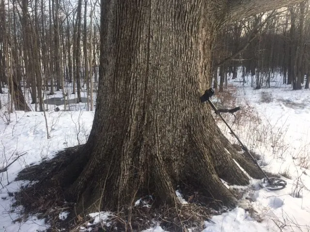 Big tree. 12-29.
