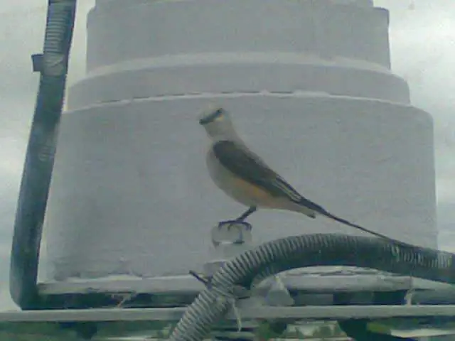 bird - This little guy landed right outside the wheelhouse and posed for me. Birds will come to the boat to catch and eat spiders and other tasty mors