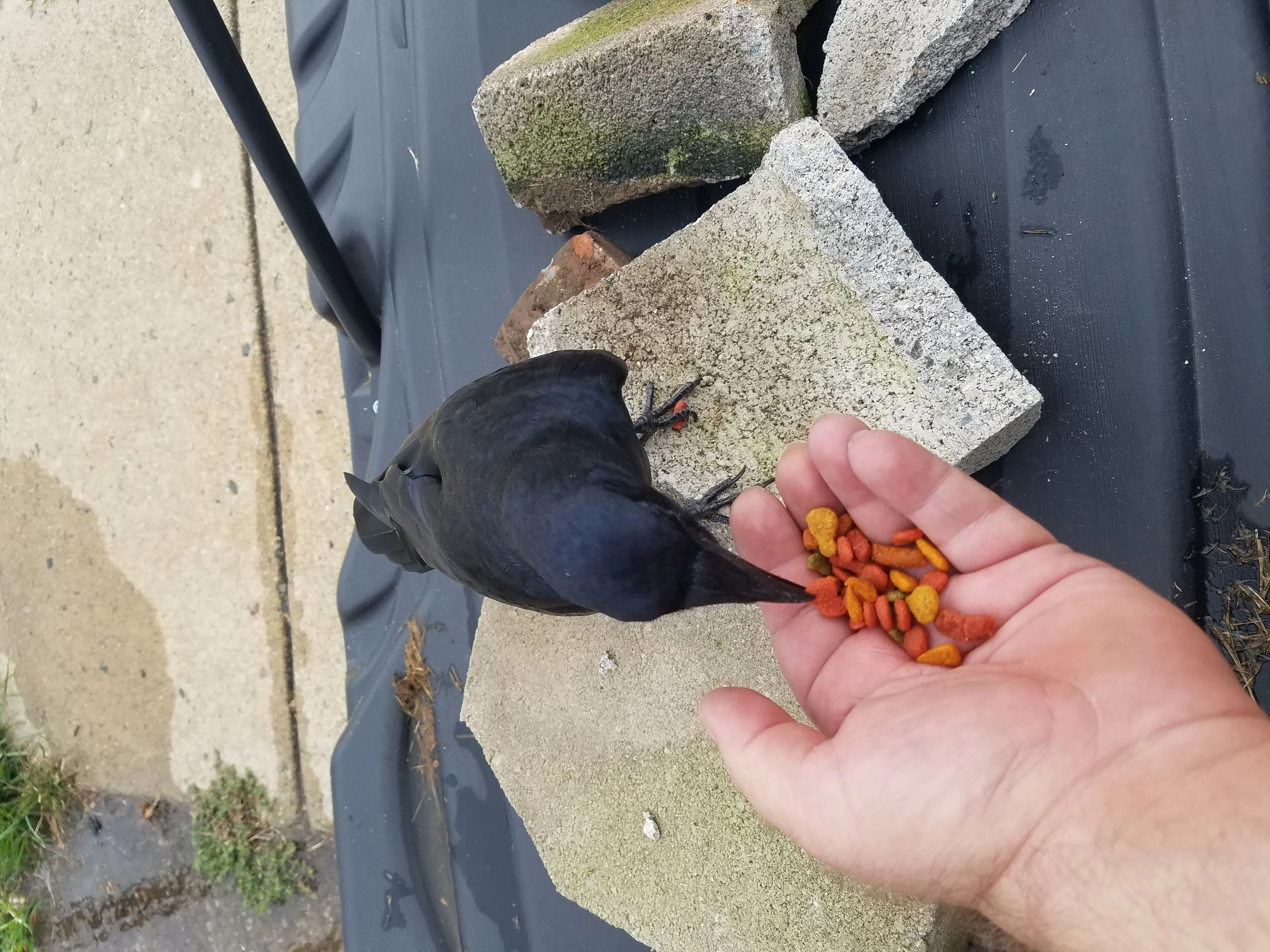 "Blitz"   our local tame crow