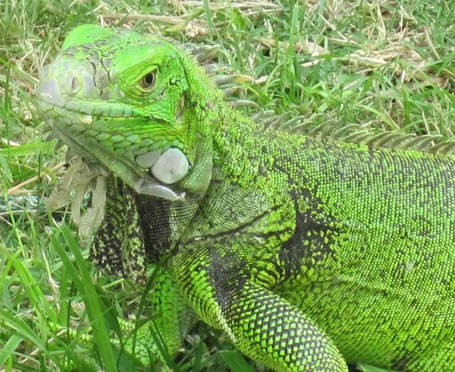 carib iquana