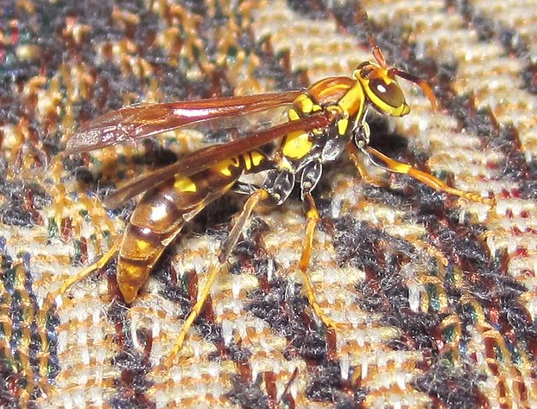 caribean wasp