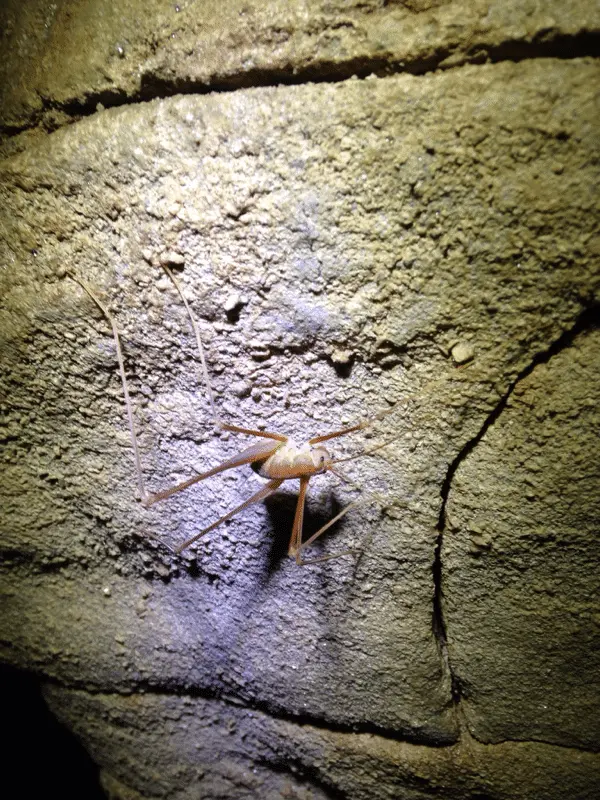 Cave cricket