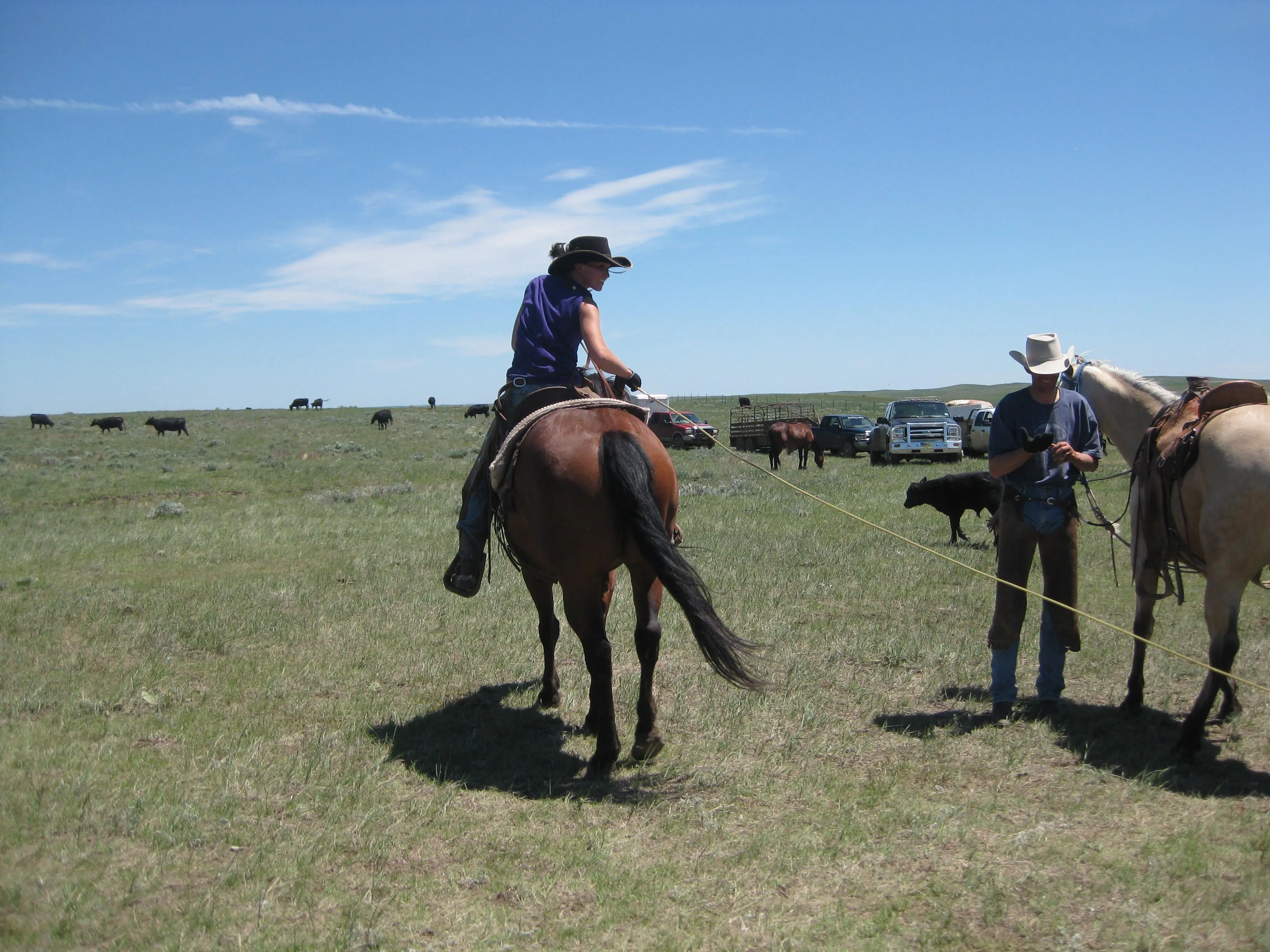 Checking the calf on the end of the rope.